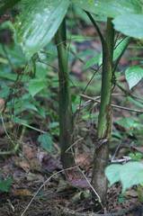 Chamaedorea tepejilote
