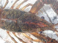 Procambarus leonensis