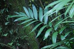 Chamaedorea tepejilote
