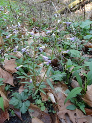 Cardamine angustata