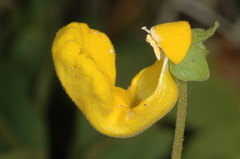 Calceolaria polyrhiza