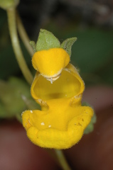 Calceolaria polyrhiza