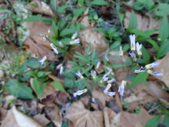 Cardamine angustata