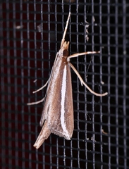 Carectocultus perstrialis