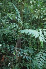 Chamaedorea tepejilote