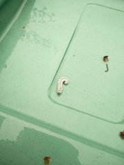 Tenthredo scrophulariae