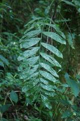 Chamaedorea tepejilote