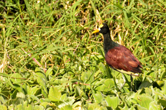 Jacana spinosa