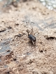 Hesperonemastoma packardi