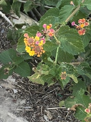 Lantana