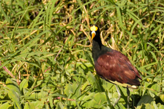 Jacana spinosa