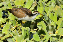 Jacana spinosa