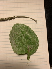 Golovinomyces sordidus