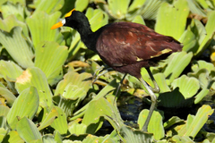 Jacana spinosa