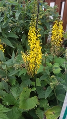 Ligularia stenocephala