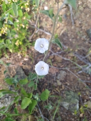 Jacquemontia pringlei