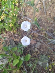 Jacquemontia pringlei