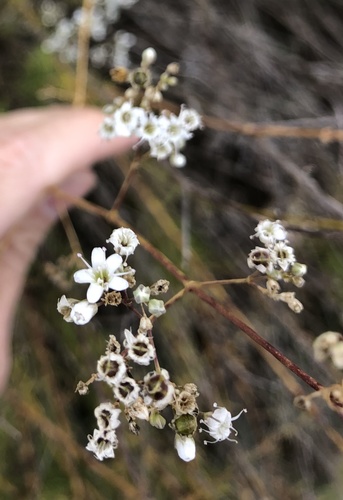 Gypsophila struthium (Gypsophila struthium)