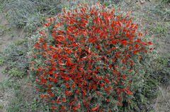 Anarthrophyllum desideratum