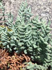 Pellaea bridgesii