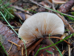 Phycomycetaceae