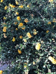 Lantana × hybrida