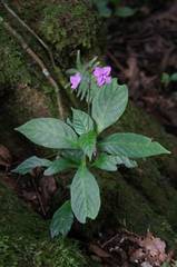 Pseuderanthemum cuspidatum