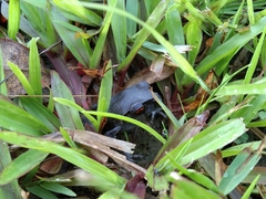 Leptobrachium hendricksoni