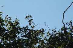 Pachyramphus aglaiae