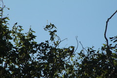 Pachyramphus aglaiae