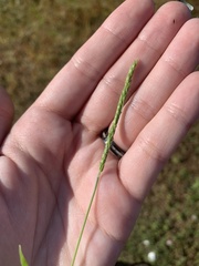 Eriochloa