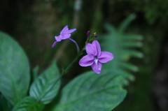 Pseuderanthemum cuspidatum