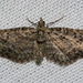 Eupithecia maestosa - Photo (c) Jim Johnson, some rights reserved (CC BY-NC-ND), uploaded by Jim Johnson