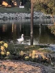 Anser anser domesticus