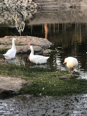 Anser anser domesticus