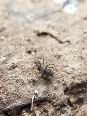 Hesperonemastoma packardi