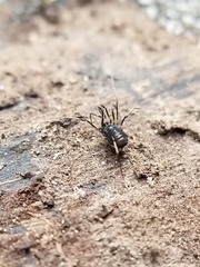 Hesperonemastoma packardi