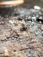 Hesperonemastoma packardi