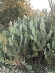 Opuntia