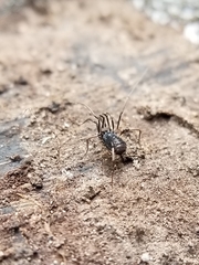 Hesperonemastoma packardi