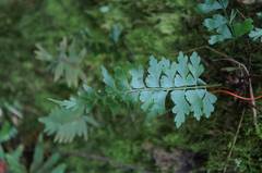 Asplenium praemorsum