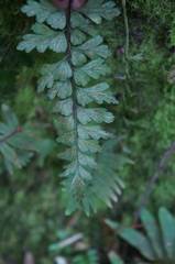 Asplenium praemorsum
