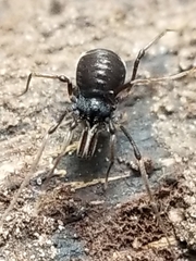 Hesperonemastoma packardi