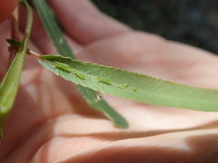Macrosiphum californicum