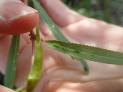 Macrosiphum californicum