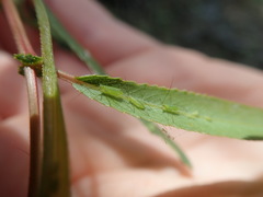 Macrosiphum californicum