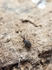 Hesperonemastoma packardi