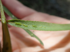 Macrosiphum californicum