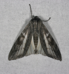 Capusa stenophara