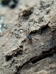 Hesperonemastoma packardi